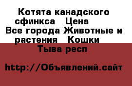 Котята канадского сфинкса › Цена ­ 15 - Все города Животные и растения » Кошки   . Тыва респ.